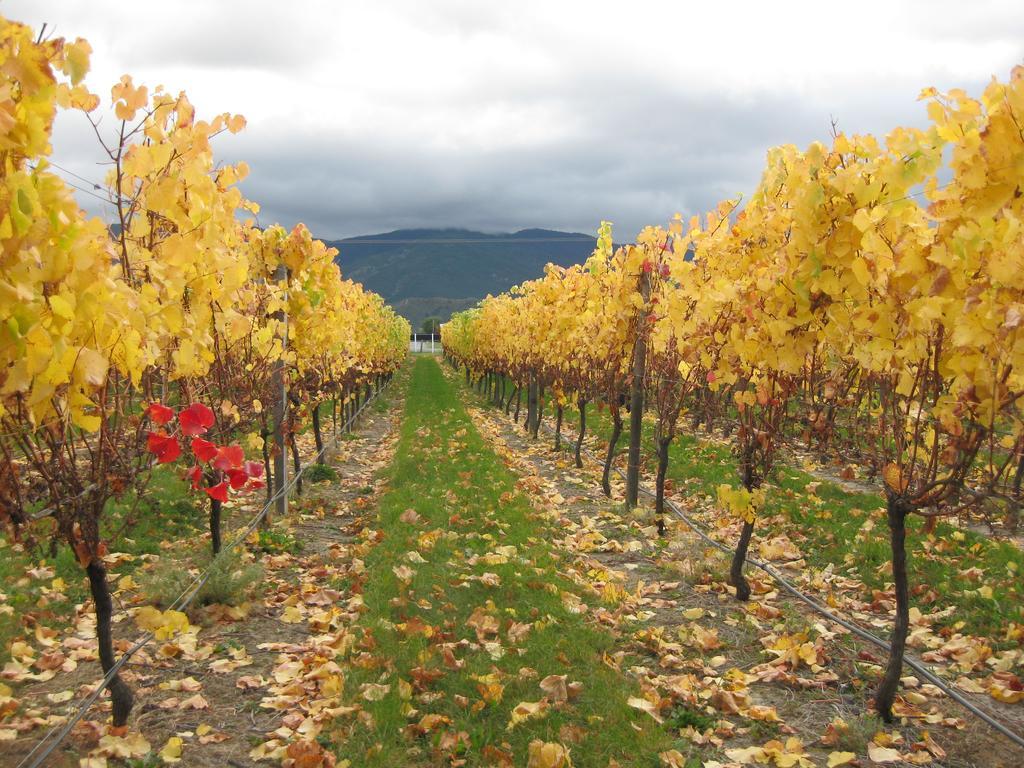 Korohi Vineyard Bnb Blenheim Exterior foto